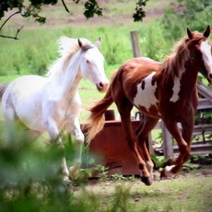 Meet your Posher, Teresa